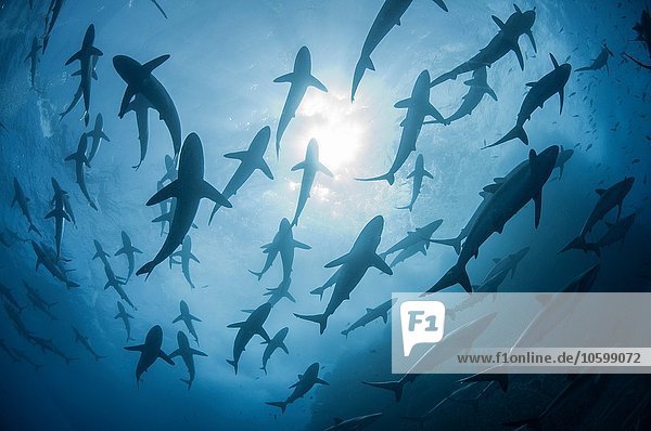 Unterwasser-Silhouettenansicht von Seidenhaien  die sich im Frühjahr zu Paarungsritualen versammeln  Roca Partida  Revillagigedo  Mexiko