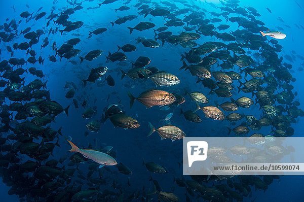 Unterwasseransicht der verschiedenen Fischarten  die zusammen in den tiefen vorgelagerten Inseln des mexikanischen Pazifiks schwimmen  Roca Partida  Revillagigedo  Mexiko