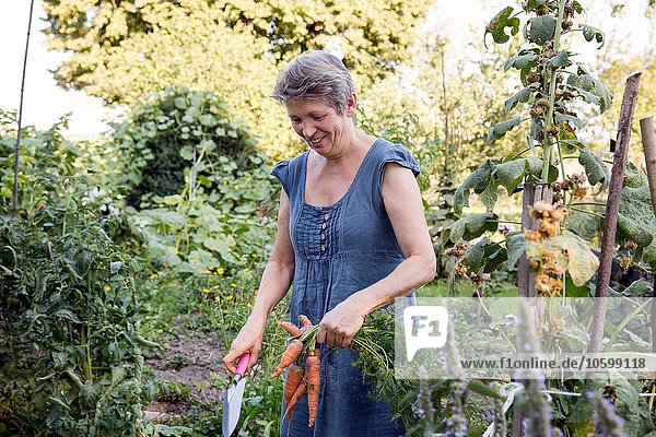 Reife Frau im Garten  frische Karotten ausgraben