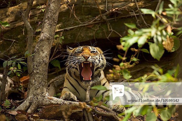 Bengalischer Tiger (Panthera tigris tigris),  Satpura Nationalpark,  Madhya Pradesh,  Indien