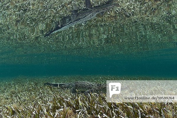 Unterwasser-Seitenansicht des Krokodils auf Seegras  Chinchorro Atoll  Quintana Roo  Mexiko