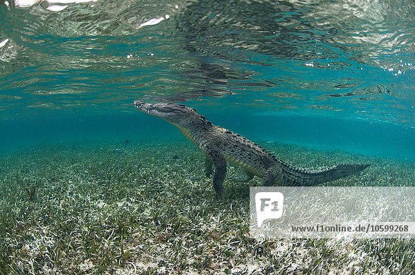 Unterwasser-Seitenansicht des Krokodils auf den Hinterbeinen  Chinchorro Atoll  Quintana Roo  Mexiko