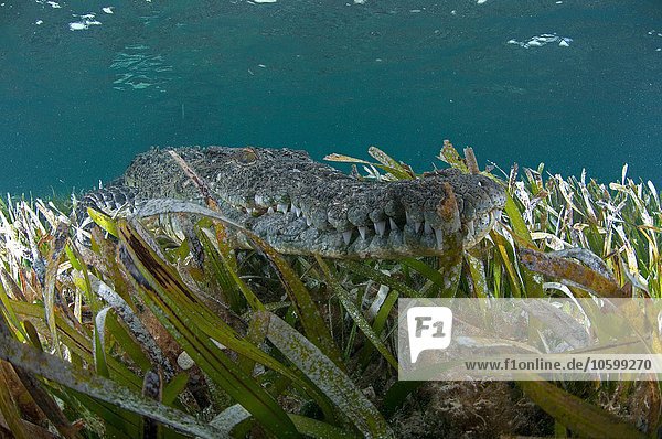 Unterwasseransicht des in Seegras getarnten Krokodils  Chinchorro Atoll  Quintana Roo  Mexiko