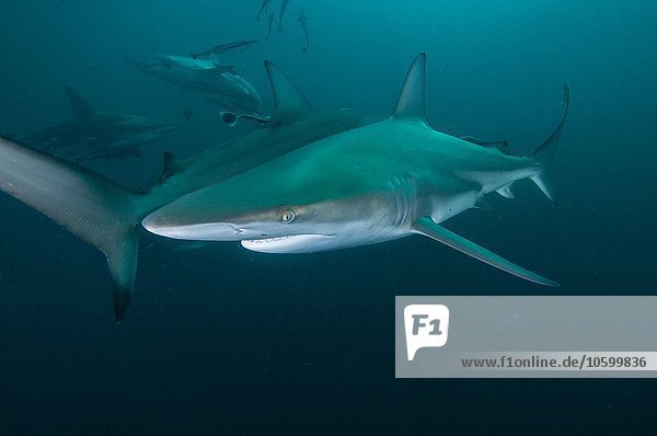 Unterwasser-Seitenansicht des Schwarzspitzenhais  Aliwal Shoal  Durban  Südafrika