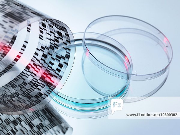 Hochwinkelansicht von gewelltem DNA-Sequenziergel und Petrischale