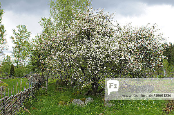 Baum blühen Apfel