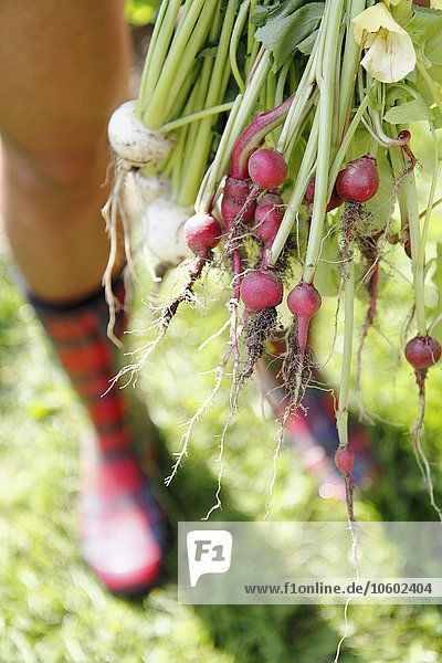 Woman in checked wellingtons holding radish  Norrbotten  Sweden