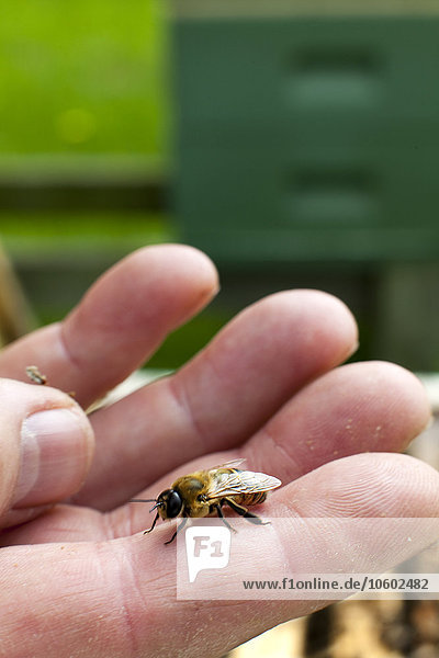 Bee on hand  close-up