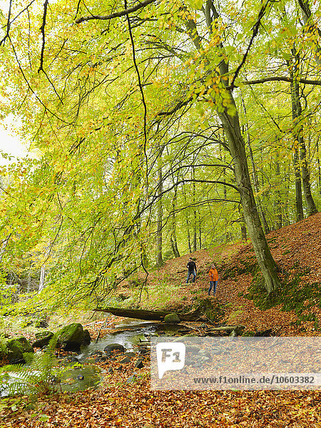 Ehepaar spaziert im Herbstwald