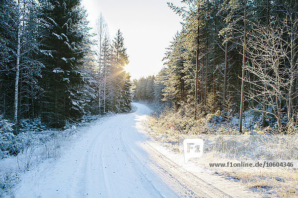 Forest road at winter