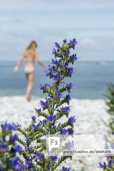 Blaue Blumen  Mädchen im Hintergrund