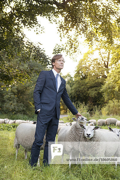 Businessman standing on pasture among sheep