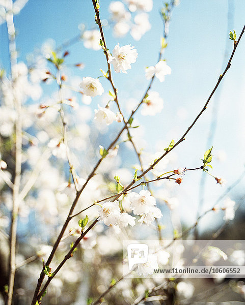Kirschblüte an einem Frühlingstag  Schweden.
