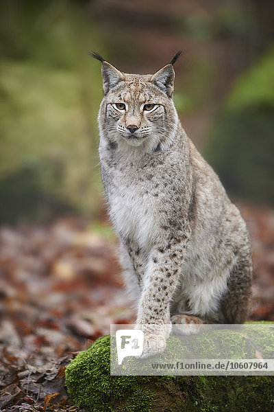 Luchs  Lynx Lynx  Deutschland  Europa