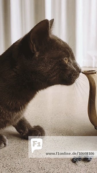 Katze schnüffelt an Teekannenausguss