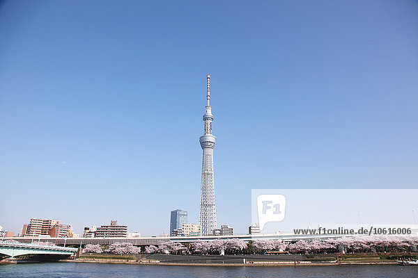 Blick auf den Skytree Tower  Tokio  Japan