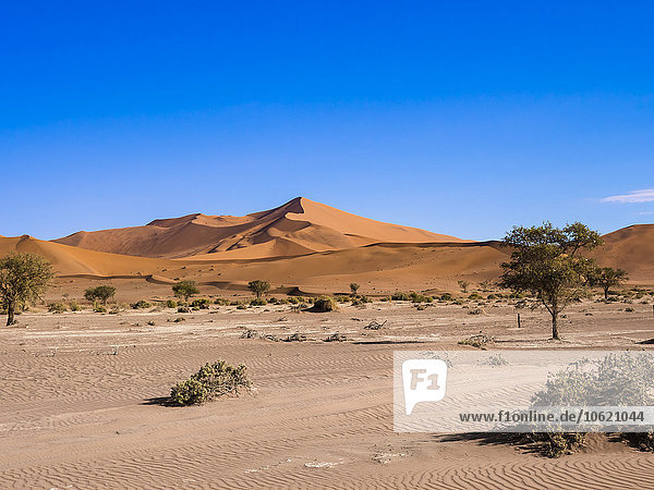 Namibia  Hardap  Naukluft Park  Blick auf die Dünen der Namib Wüste mit Kameldornen im Vordergrund