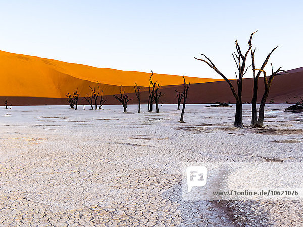 Namibia  Naukluft Park  Namib Wüste  Dead Vlei  tote Kameldornen vor Düne