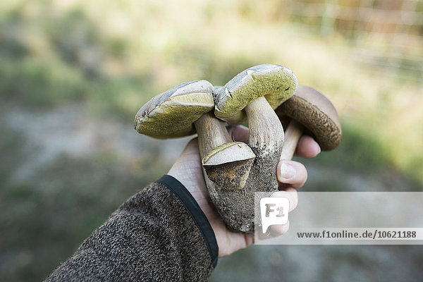 Woman's hand holding birch bolete and king bolete