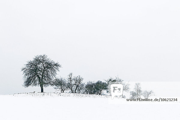 Germany Uckermark trees in winter