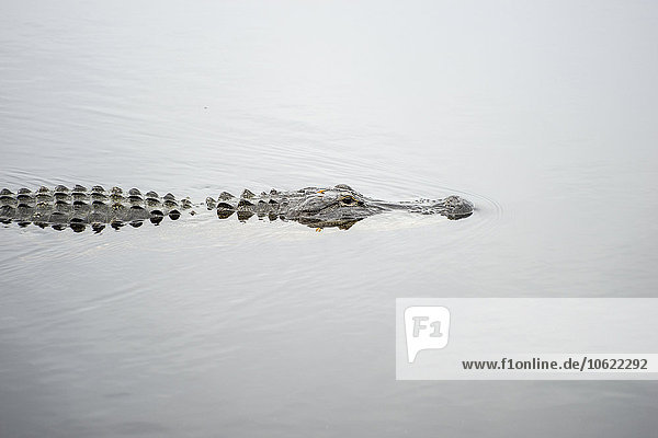 USA  Florida  Fort Myers  Six Mile Cypress Slough Preserve  Alligator im Wasser