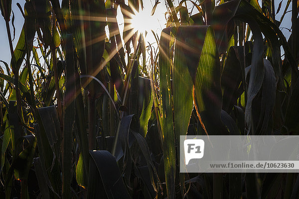 Maispflanzen auf einem Feld im Gegenlicht