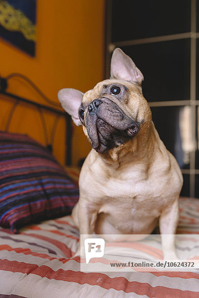 Französische Bulldogge sitzt zu Hause auf dem Bett und schaut nach oben.