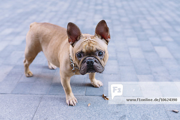 Portrait der französischen Bulldogge auf dem Bürgersteig stehend