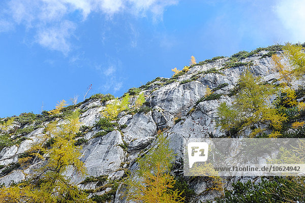 Berchtesgadener Alpen  Felswand  Bäume im Herbst