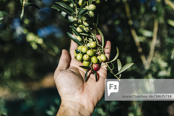 Männerhand hält Zweig mit Oliven