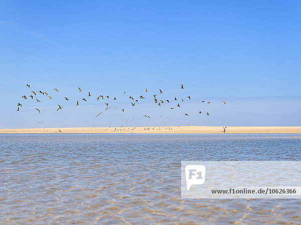 Portugal,  Sao Pedro de Moel,  Blick auf den Strand mit Jogger und Vogelschwarm im Vordergrund