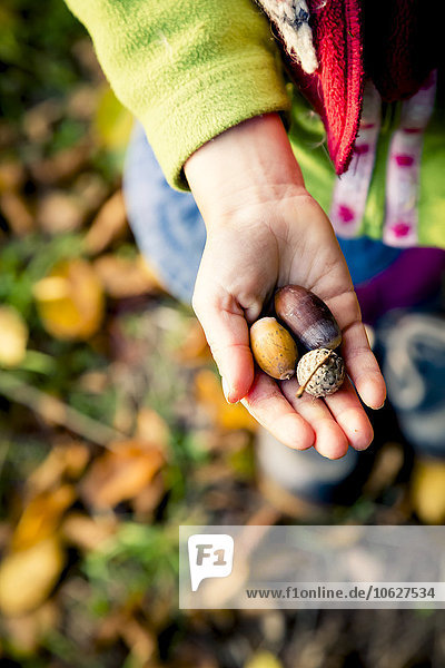 Little girl's hand holding acorns  close-up