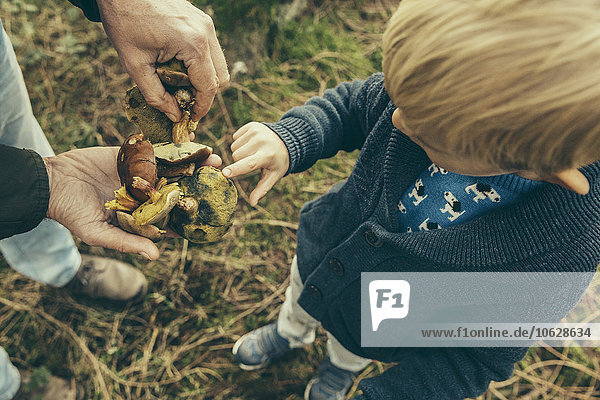 Little boy looking at bay bolete mushrooms in man's hand