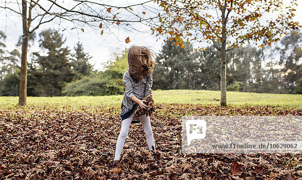 Kleines Mädchen spielt mit Herbstblättern auf einer Wiese