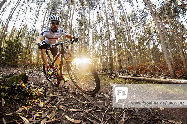 Mountain biker driving in the forest
