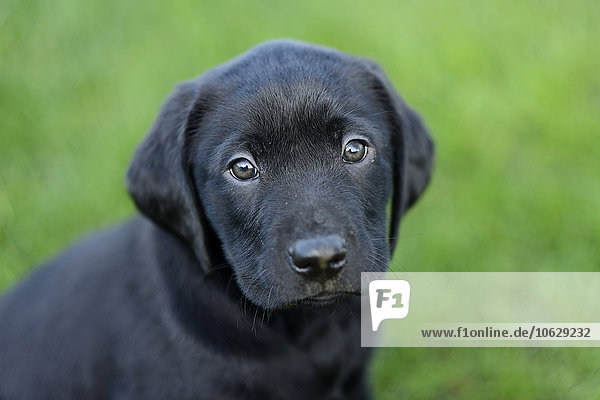 Porträt eines schwarzen Labrador-Welpen