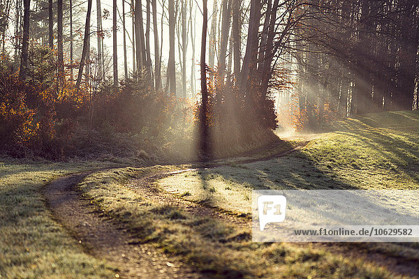 Austria forest track and sunlight in the morning