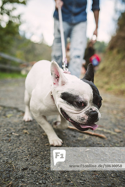Porträt der französischen Bulldogge  die an der Hundeleine zieht