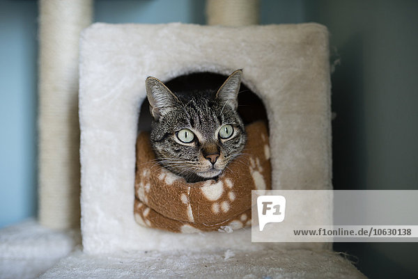Tabby-Katze die zu Hause den Kopf in sein Versteck steckt