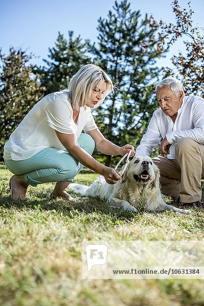 Elderly couple with dog on a meadow