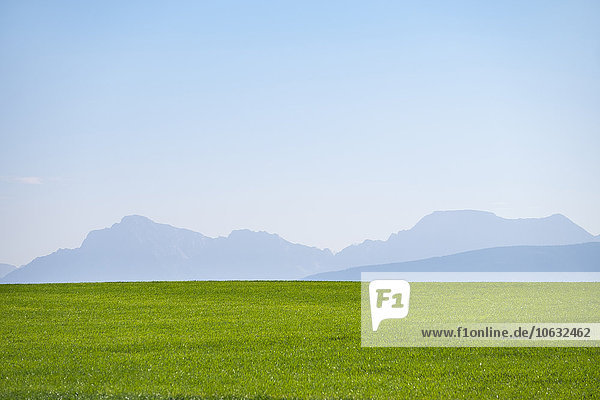Deutschland  Oberbayern  Grüne Wiese mit Alpen im Hintergrund