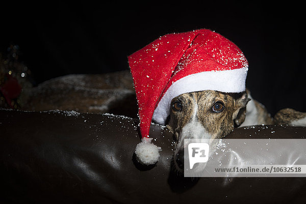 Greyhound gekleidet für die Weihnachtsfeiertage