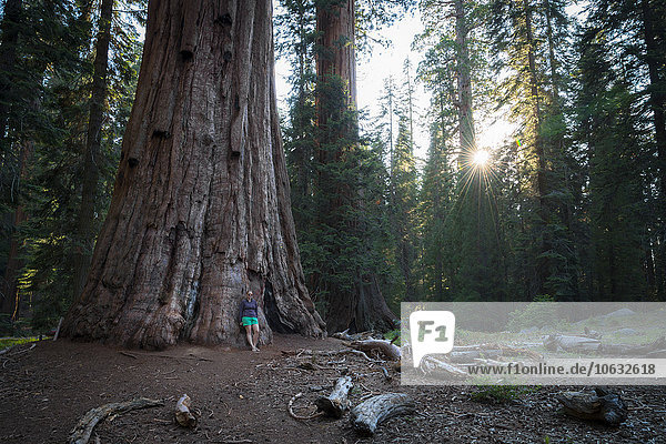 USA  California  Sequoia National Park  woman standing at giant sequoia
