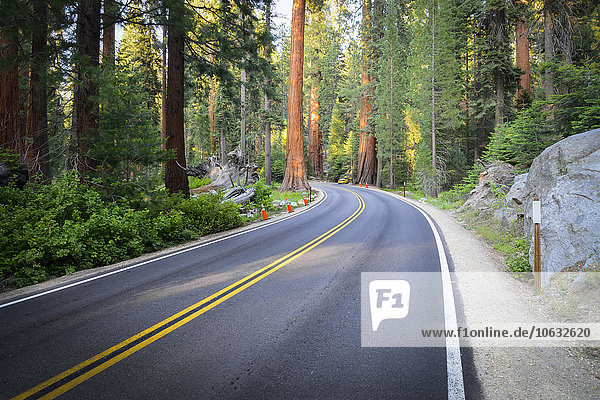 USA  Kalifornien  Sequoia Nationalpark  Straße und Bäume