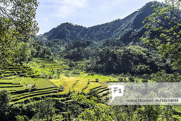 Indonesia  Bali  Chulik  Rice terraces