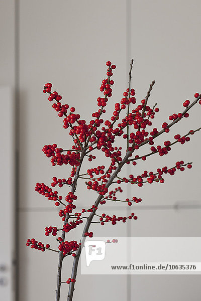 Zweig der roten Johannisbeeren  Nahaufnahme