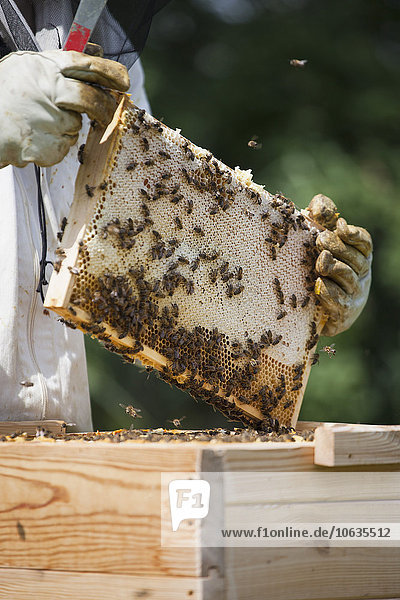 Mittelteil des Bienenzüchters mit Wabe auf dem Bauernhof