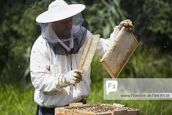 Imker bürstet die Bienen aus dem Bienenstock auf dem Bauernhof.