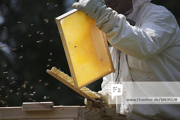 Mittelteil des Imkers  der die Bienen aus dem Bienenstock auf dem Bauernhof bürstet.