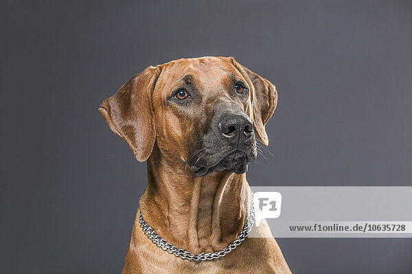 Hund schaut weg vor grauem Hintergrund